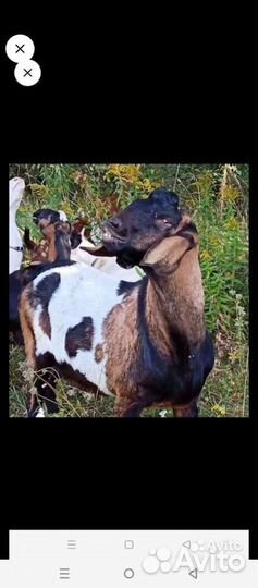 Коза дойная