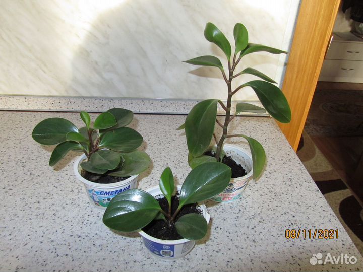 Каланхоэ лечебный и т. д