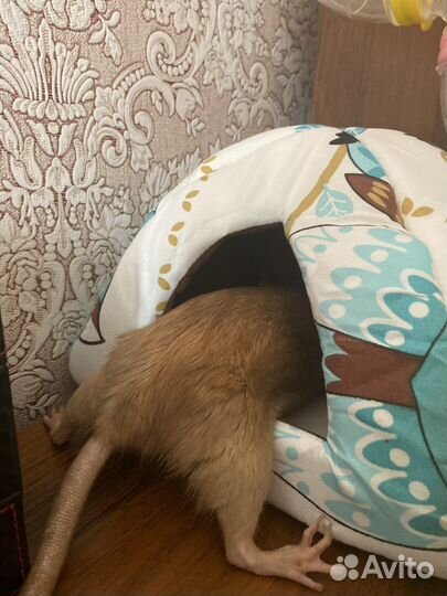 Домик для крысы