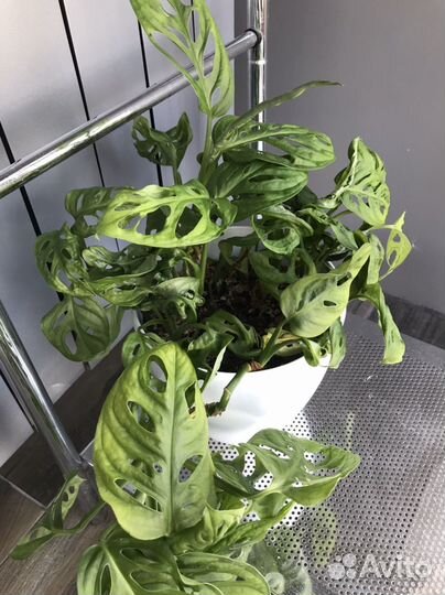 Монстера манки