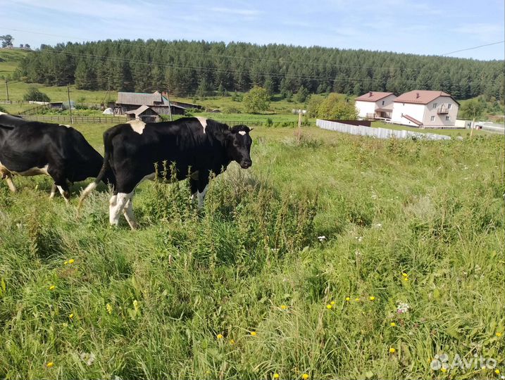 Телка 1,5 года