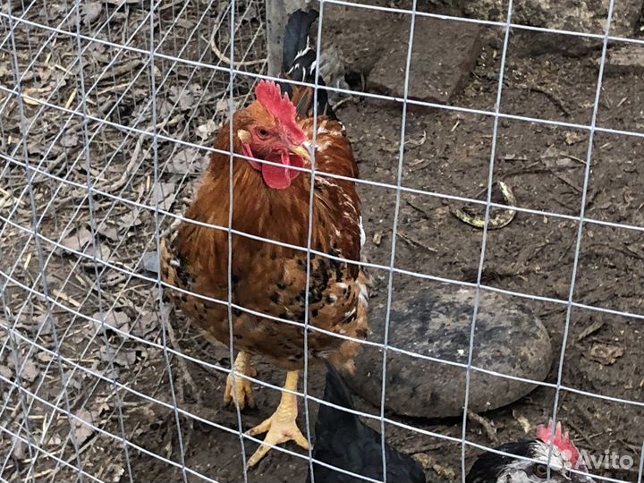 Петушки молодые