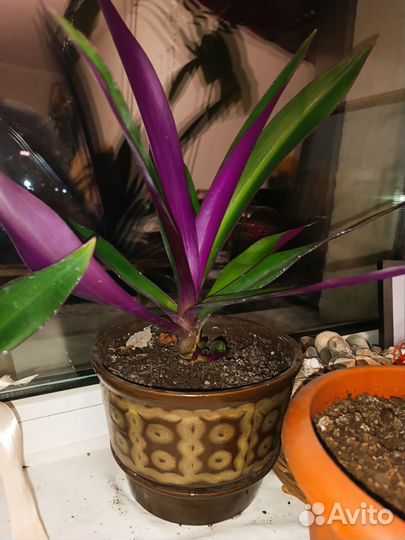 Традесканция покрывальчатая разноцветная