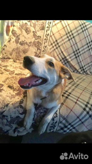 Привязали и ушли.собака в дар в добрые руки