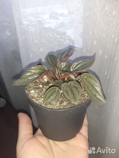 Пеперомия Санторини