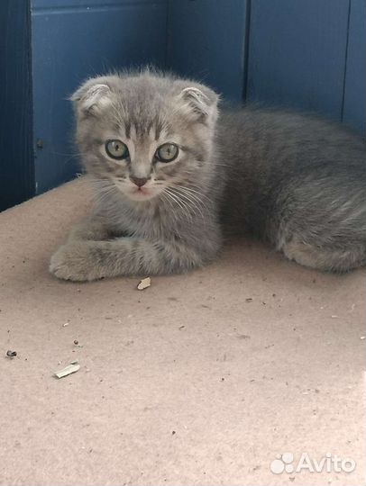 Шотландские котята