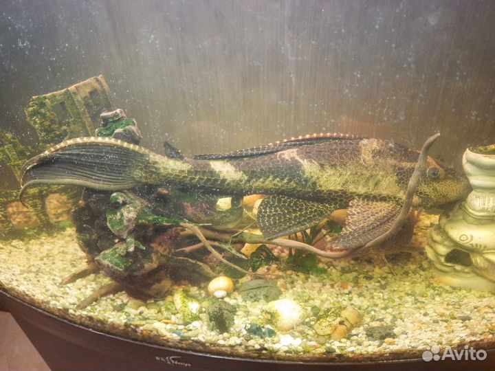 Аквариумная рыба сомик