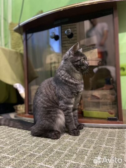 Кошка
