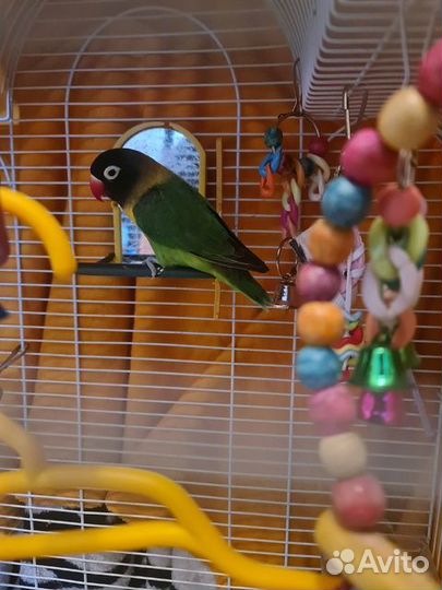 Попугай неразлучники с клеткой