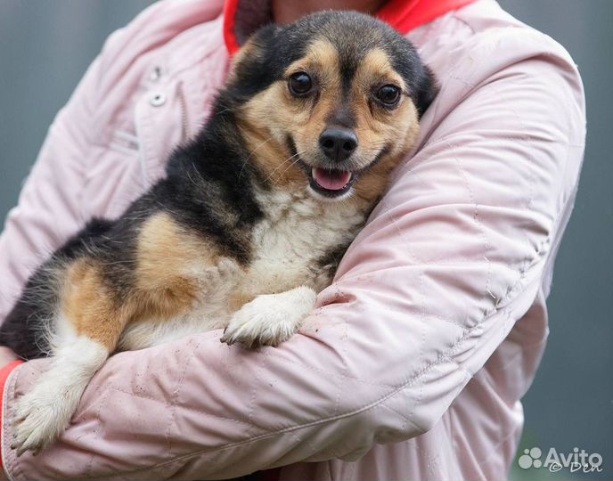 Отдаю маленькую собачку Пушу в дар