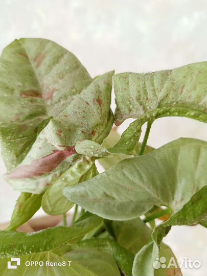 Сингониум Милк Конфети