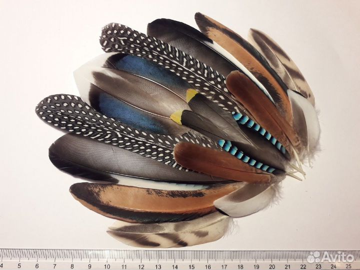 Перья птиц разные