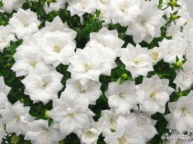 Кампанула белая махровая