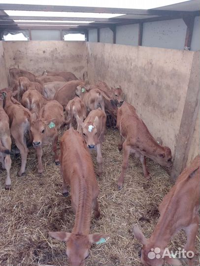 Телята бычки