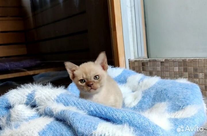Котята европейской бурмы