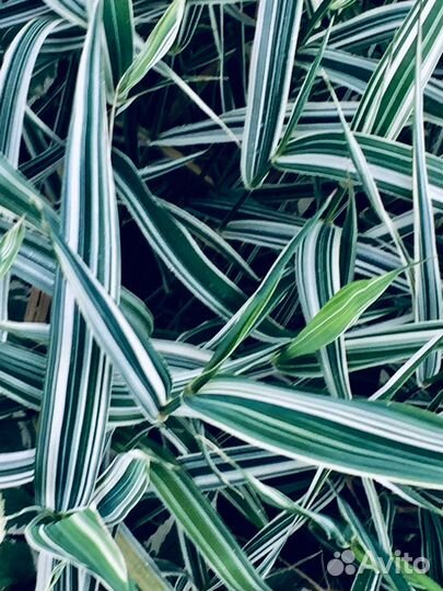 Многолетники для Вашего сада