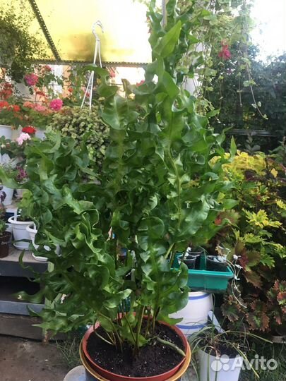 Папоротник микросорум