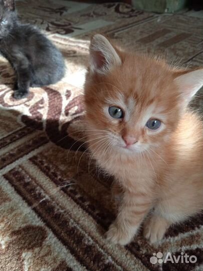 Котята в добрые руки бесплатно