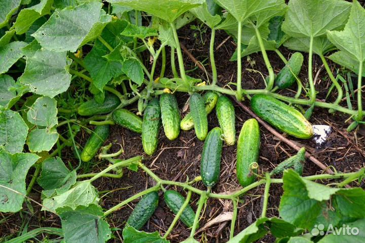 Семена огурцов старинного сорта из СССР