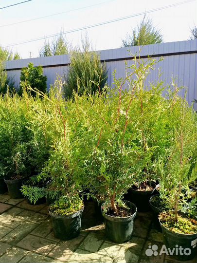 Туя Брабант