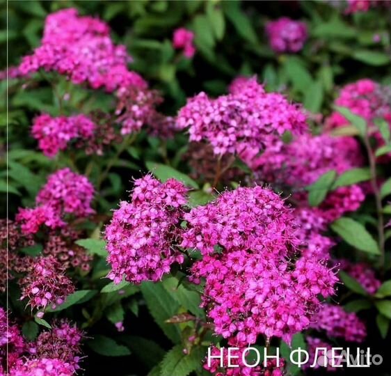 Растения многолетние