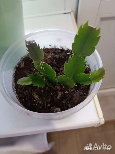 Цветок декабрист