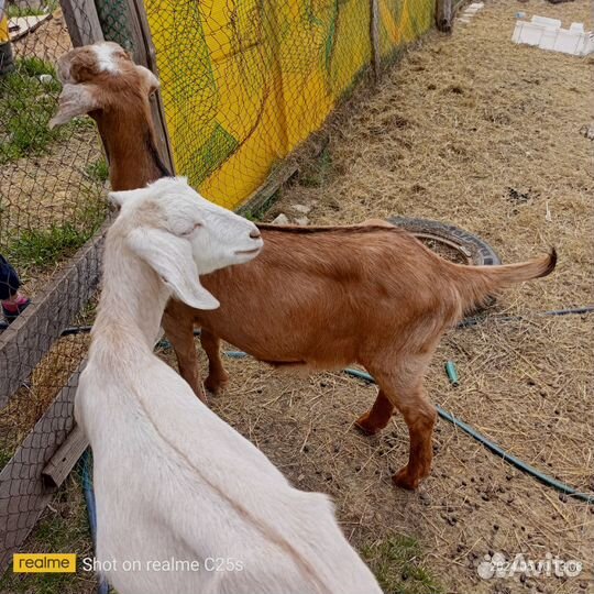 Продам коз нубийки