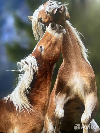 Книги домашняя коллекция