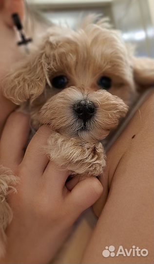 Мальтипу mini ф1