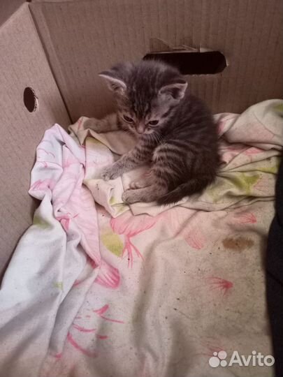 Котята