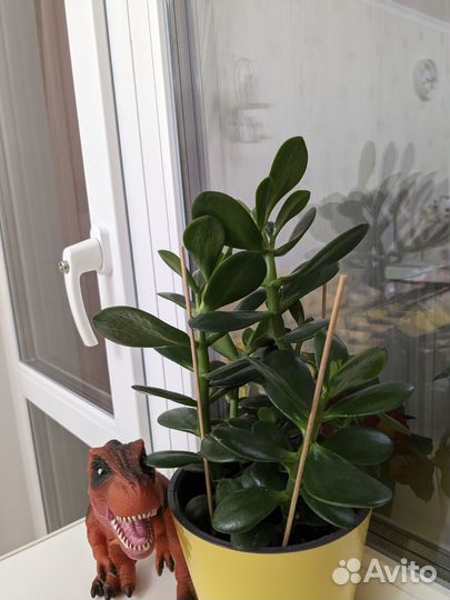 Красула толстянка