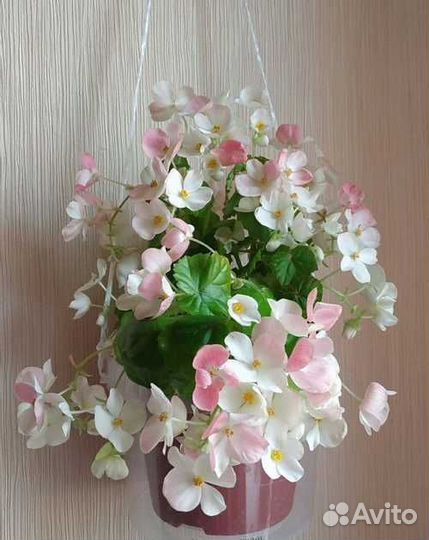 Бегония Глуар де Лоррен