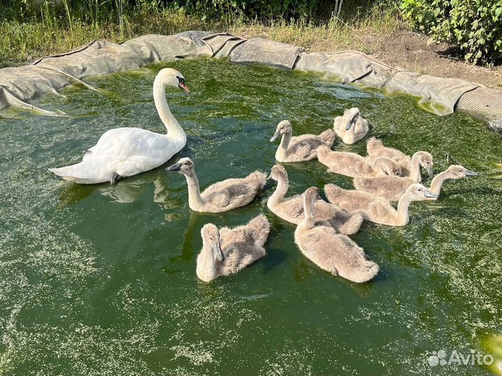 Лебедята
