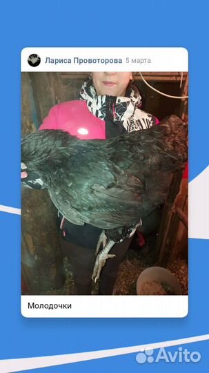 Продаю брудер