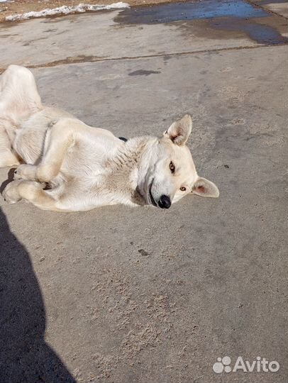 Отдам собаку