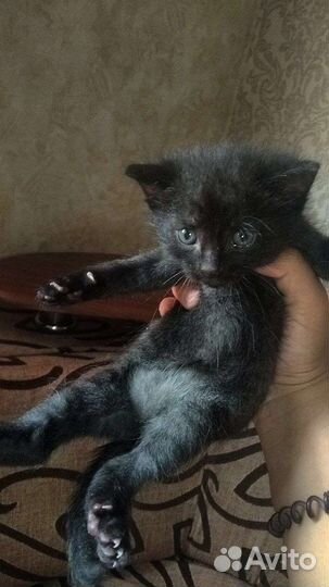 Кошка в дар бесплатно