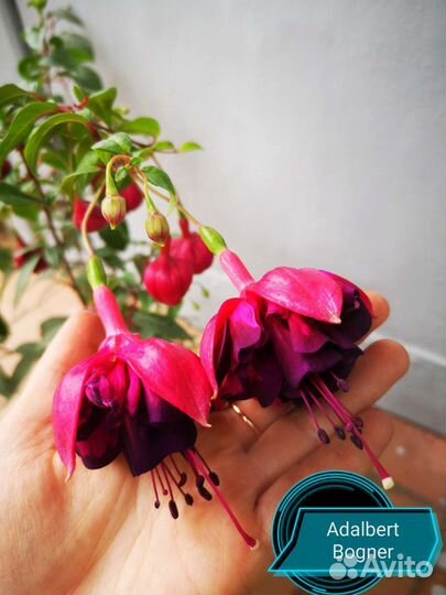 Черенки сортовых фуксий