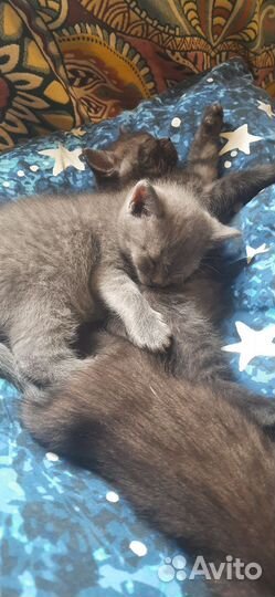 Милые котята