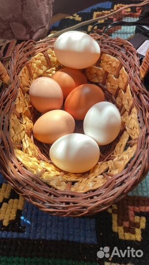 Куры молодки несушки