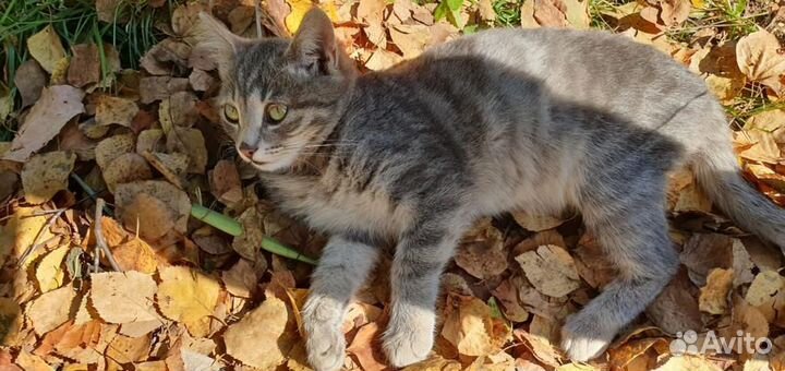 Кошки в добрые руки бесплатно