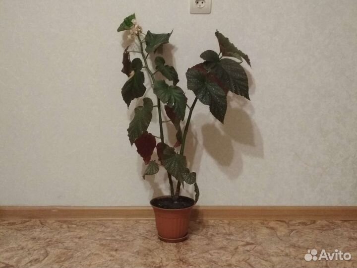 Бегония