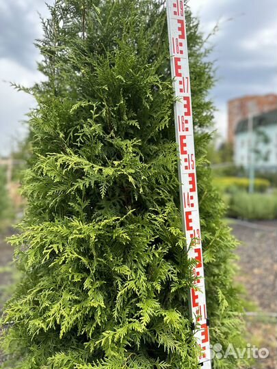 Туя Брабант