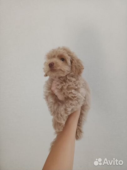 Той-пудель,мальчик