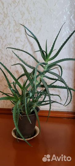 Алоэ столетник 4 года