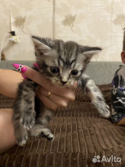 Шотландские прямоухие котята