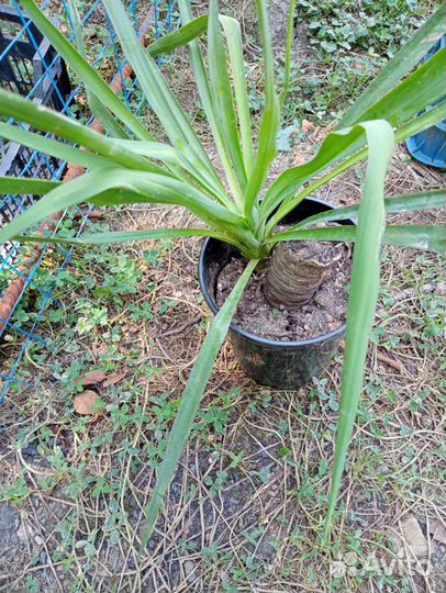 Растения для дома и оформления территории