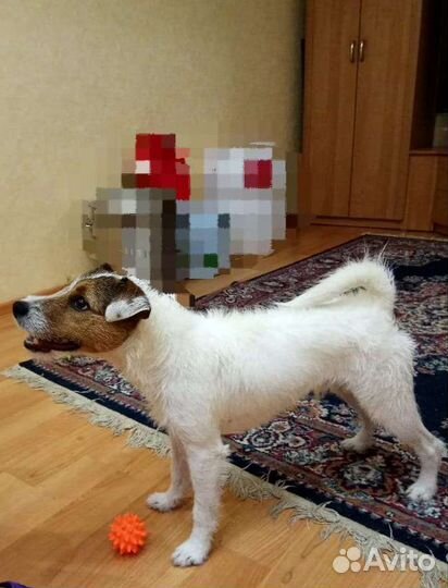 Вязка Рассел Парсон