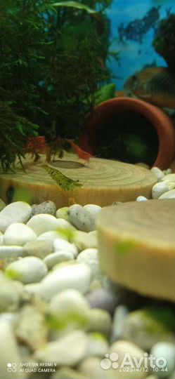 Аквариумные креветки, мальки гуппи