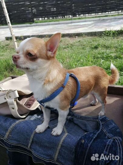 Вязка кобель чихуахуа