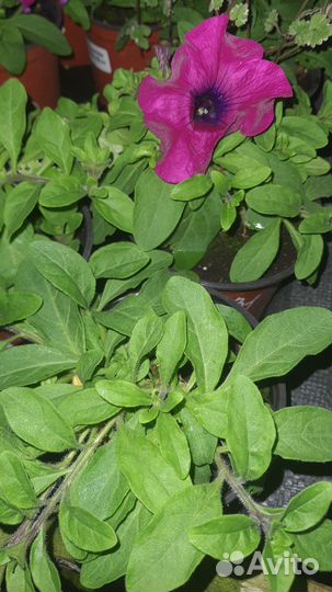 Черенок ампельной питуньи